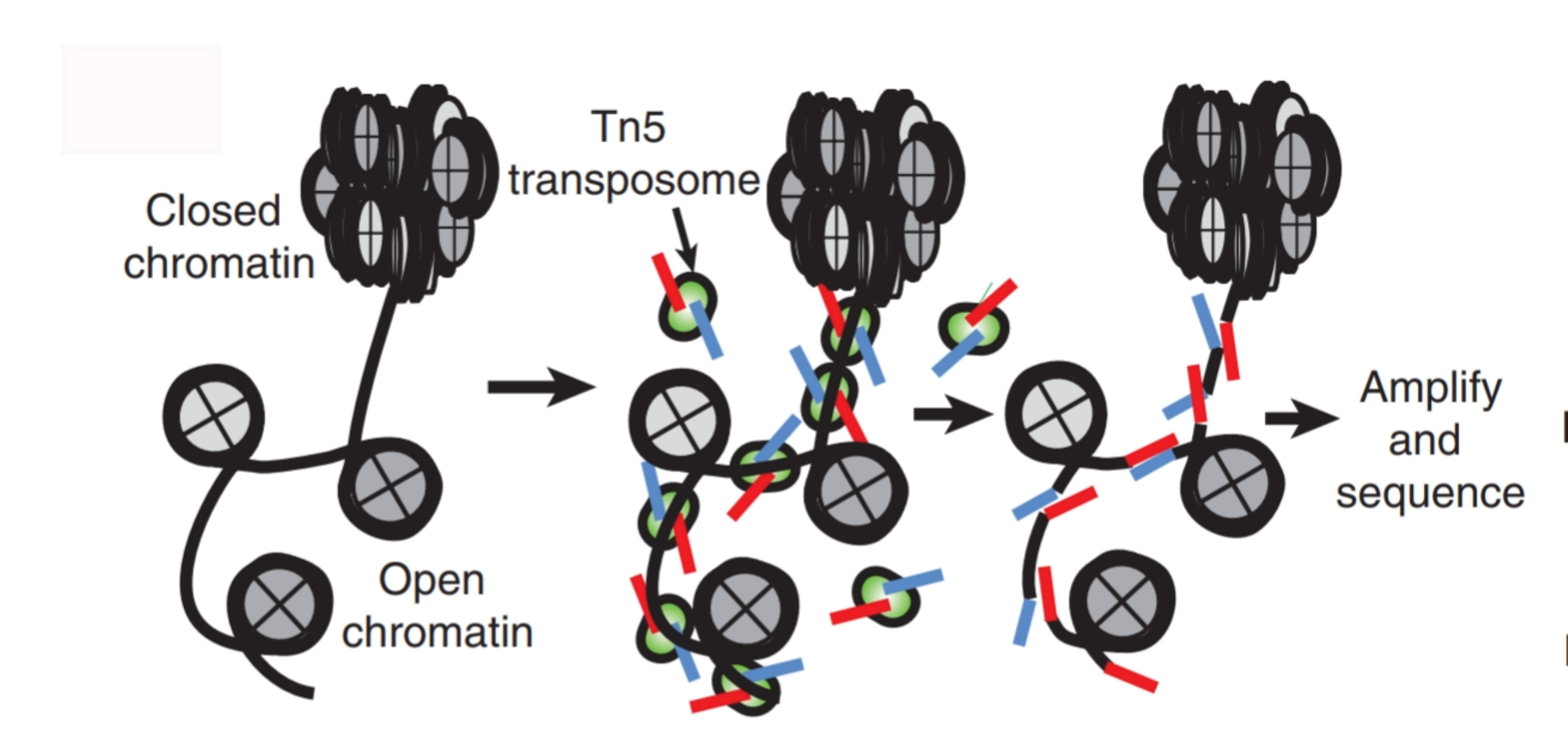 ATAC-seq schematic methodology to chromatin accessibility using the Tn5 transposase.
         In the open chromatin (line between nucleosomes in gray), Tn5 transposase (green) cuts          the regions and insert the adaptors (red and blue) to generate sequencing-library
        fragments. [@Buenrostro2013-ap]